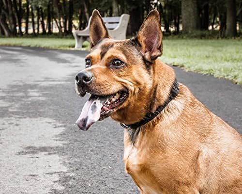 PET LIFE ® 'Aero Mesh' dvostrana udobna i prozračna podesiva ogrlica za kućne ljubimce - Mesh Dog ovvratnik s nehrđajućim zvjezdanim