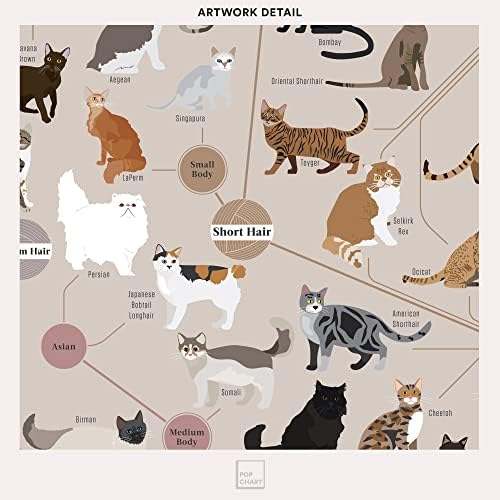 Pop grafikon | Mačke, kategorizirane | 16 x 20 umjetnički plakat | Infografika svake pasmine mačke | Savršeni zidni dekor za mačke